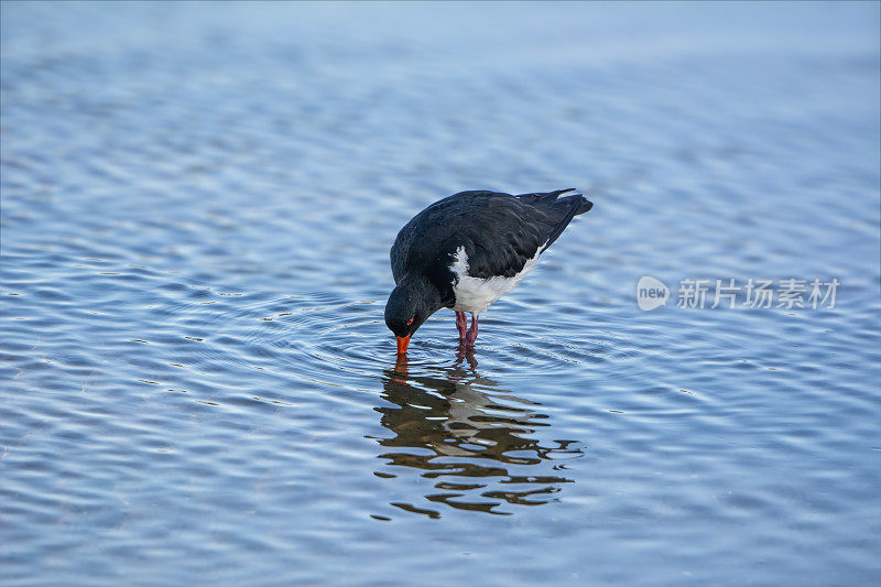 澳大利亚花衣魔笛手(Haematopus longirostris)